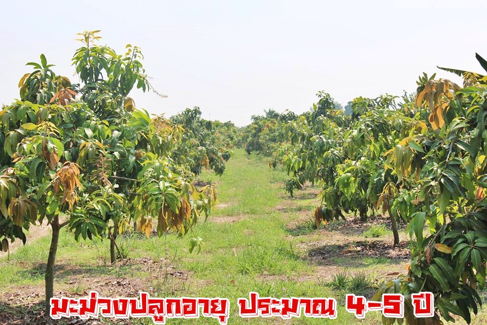 💰ขายแล้ว💰ขายสวนมะม่วงน้ำดอกไม้สีทอง ใกล้คลองชลประทาน ติดถนนราดยาง อ.เมือง จ.สุพรรบุรี เนื้อที่ 3 ไร่ 75 ตรว ขายยกแปลง 1,750,000 บาท (พร้อมค่าโอน) มะม่วงน้ำดอกไม้สีทอง ประมาณ 300 ต้น มะม่วง 5 ปี หน้ากว้างติดถนน 30 เมตร ลึก 200 เมตร
