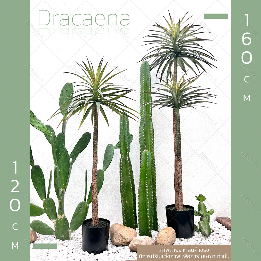 ต้น Dracaena draco ดราแคนน่า จันผาเลือดมังกร พร้อมกระถางดำ มี 2 ไซส์ให้เลือก