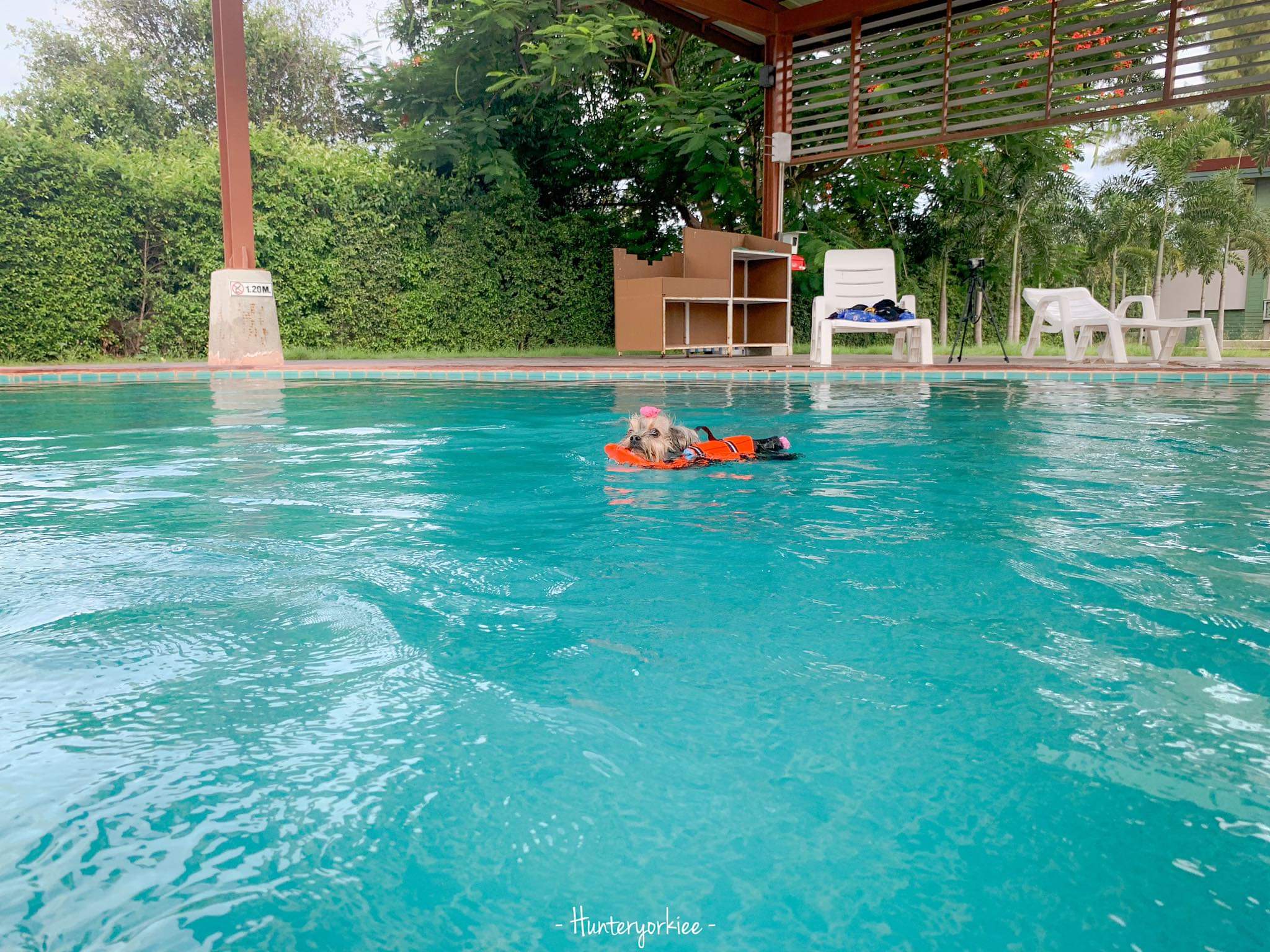 เสื้อชูชีพสุนัข Dogtalog แบบมีรองคอถอดได้ : สีส้ม