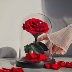 กุหลาบสดในโหลแก้ว Size S พร้อมกล่องสุด Premium