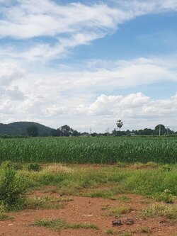 ขายที่ดินวิวภูเขา ชัดรอบทิศ วิวร้อยล้าน ขายราคาหลักแสน ต.พลับพลาไชย อ.อู่ทอง จ.สุพรรณบุรี เนื้อที่ 11 ไร่ 2 งาน 28 ตรว ไร่ละ 480,000 บ. ทางสาธารณะกว้าง 6 เมตร วิวเขา 180 องศา จากถนนทางหลวงชนบทลาดยางเข้ามาประมาณ 80 เมตร ดินดี ที่สวย บรรยากาศดี วิวภูเขารอบท