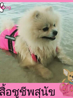 เสื้อชูชีพสุนัขแบบเสื้อกล้าม : สีชมพู