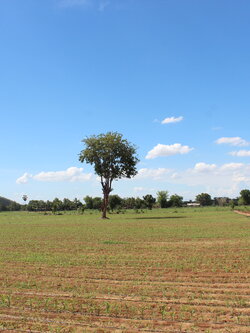 💰ขายแล้ว💰ขายที่ดินติดถนนลาดยาง เนื้อที่ 4-2-24 ไร่ อ.อู่ทอง จ.สุพรรณบุรี บรรยากาศดี ร่มรื่น วิวสวย วิวภูเขา น้ำ-ไฟ พร้อม