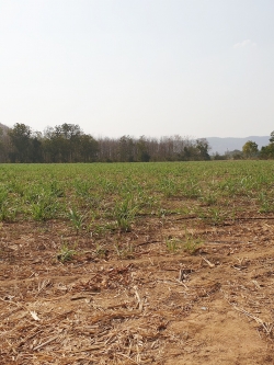 💰ขายแล้ว💰ขายที่ดินแปลงสวย วิวภูเขา จ.สุพรรณบุรี อ.อู่ทอง เนื้อที่ 24-3-83 ตรว ขายไร่ละ 220,000 บ. ด้านหน้าติดถนนทางสาธารณะประโยชน์ 240 เมตร