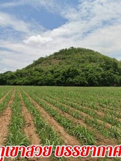 ขายที่ดินติดถนนวิวภูเขา ใกล้คลองชลประทาน เนื้อที่ 10 ไร่ ขายยกแปลง 5.75 ล้าน ต.จระเข้สมพัน อ.อู่ทอง จ.สุพรรณบุรี ที่สวยบรรยากาศดี วิวภูเขาสวยมาก