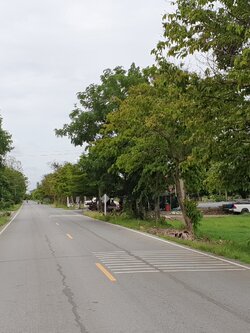 💰ขายแล้ว💰ขายที่ดินสวนมะม่วง ต.สนามคลี อ.เมือง จ.สุพรรณบุรี ขายที่ดินสวนมะม่วง 7-1-50 ไร่ ไร่ละ 480,000 บาท ติดถนนทางหลวงชนบท 3006