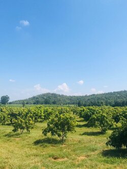 🌈ขายแล้ว🌈ขายที่ดินสวนมะม่วง อ.อู่ทอง จ. สุพรรณบุรี เนื้อที่ 29-1-21 ไร่ ไร่ละ 2.2 แสน น้ำ-ไฟ เข้าถึง ที่สวยบรรยากาศดี วิวทิวทัศน์สวยงาม วิวภูเขา ใกล้แหล่งชุมชน