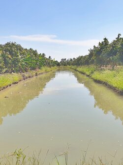 💰ขายแล้ว💰ขายสวนมะม่วงน้ำดอกไม้สีทอง เนื้อที่ 3 ไร่ ขายยกแปลง 1,600,000 รวมค่าโอน+ภาษี แปลงสวยมาก ติดถนนลาดยาง มะม่วงสวยดูแลอย่างดี ต.สนามคลี อ.เมือง จ.สุพรรณบุรี