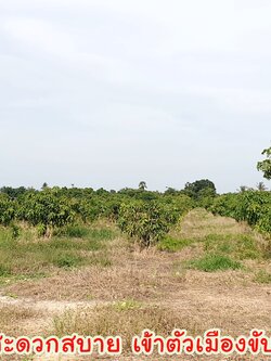 💰ติดทรัพย์💰ขายสวนมะม่วงน้ำดอกไม้สีทอง 6 ไร่ 3 งาน 70 ตารางวา ขายยกแปลง 4.8 ล้าน อ.เมือง จ.สุพรรณบุรี หน้ากว้างติดถนน 64 เมตร ลึก 172 เมตร ที่ดินติดถนนลาดยางทางหลวงชนบท 3006