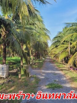 ขายที่ดินสวนผลไม้ 84 ไร่ มะพร้าวน้ำหอม & อินทผาลัม ไร่ละ 500,000 บาท เท่านั้น! พื้นที่รวม: 84 ไร่ 1 งาน 63 ตรว. ตำแหน่งที่ตั้ง: อ.อู่ทอง จ.สุพรรณบุรี ผลผลิตรายได้ทันที: ผลผลิตครบครัน มะพร้าวน้ำหอม 2,100 ต้น อินทผาลัม 100 ต้น