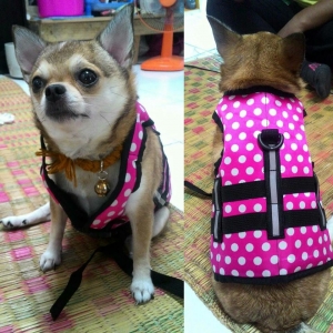 รีวิวเสื้อชูชีพสุนัขแบบเสื้อกล้าม