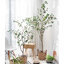 ต้นคามิลเลีย Camellia Japonica 150cm / 180 cm