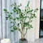 ต้นคามิลเลีย Camellia Japonica 150cm / 180 cm