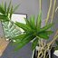 ต้น Llly Bamboo 140cm. / 160cm.