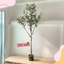 ต้นยูคาลิปตัส ใบกลม Eucalyptus Tree