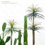 ต้น Dracaena draco ดราแคนน่า จันผาเลือดมังกร พร้อมกระถางดำ มี 2 ไซส์ให้เลือก