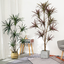 ต้น Dracaena Dragon Tree ต้นมังกร 130cm / 150cm / 180cm