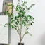 ต้นคามิลเลีย Camellia Japonica 150cm / 180 cm