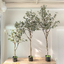 ต้นยูคาลิปตัส ใบกลม Eucalyptus Tree